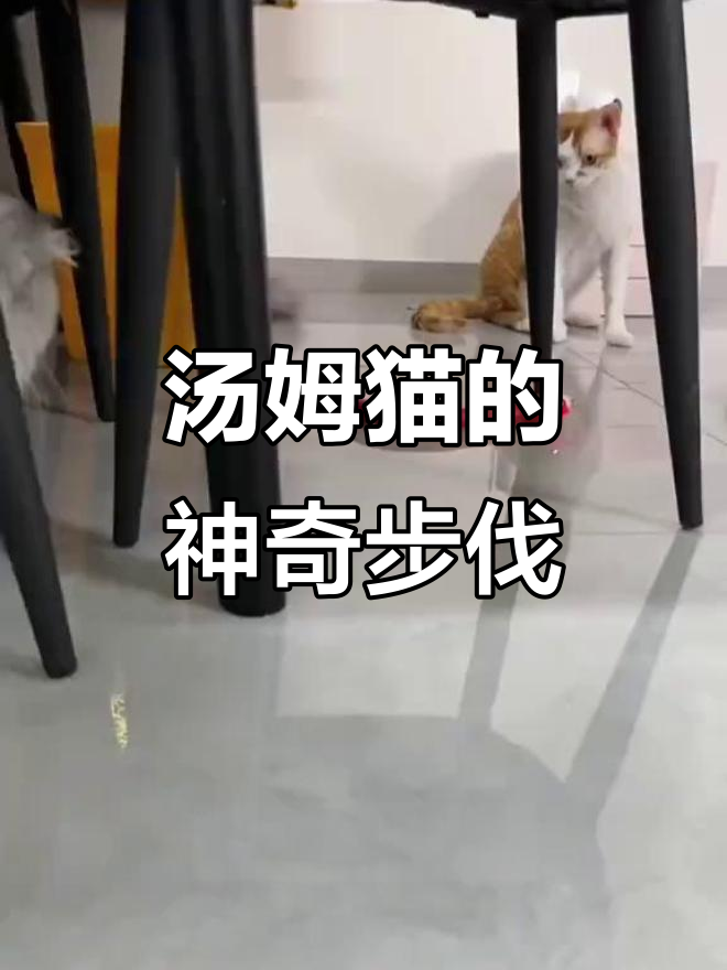 汤姆猫跑步太厉害了,竟然能这样跑!