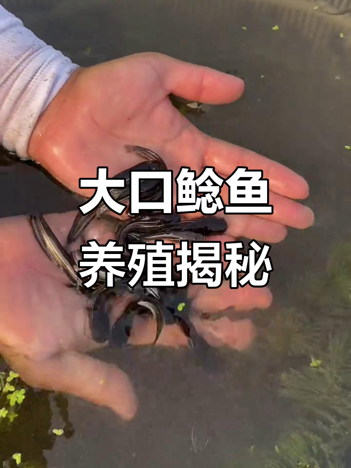正宗南方大口鲶鱼养殖,吃饲料长大,肉质鲜嫩无比