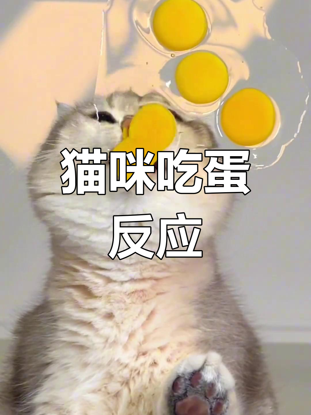 小猫咪挑战吃鸡蛋,结果表情太搞笑了!
