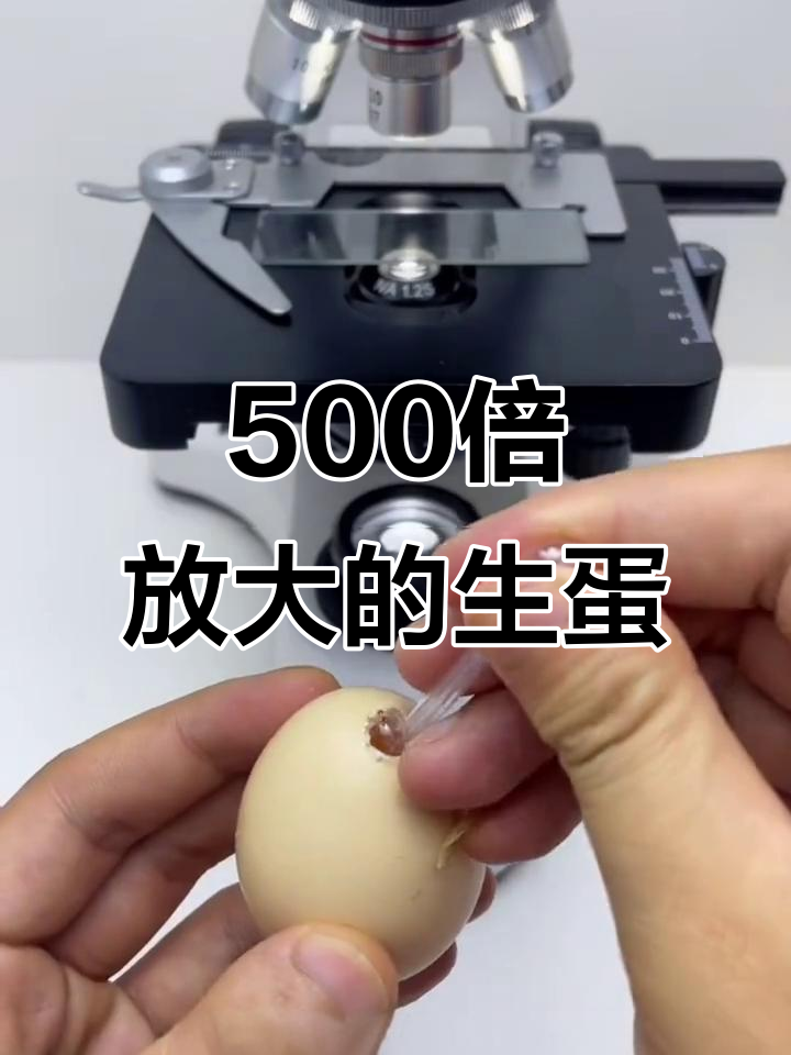 生鸡蛋放大500倍，细菌清晰可见！你敢生吃吗？
