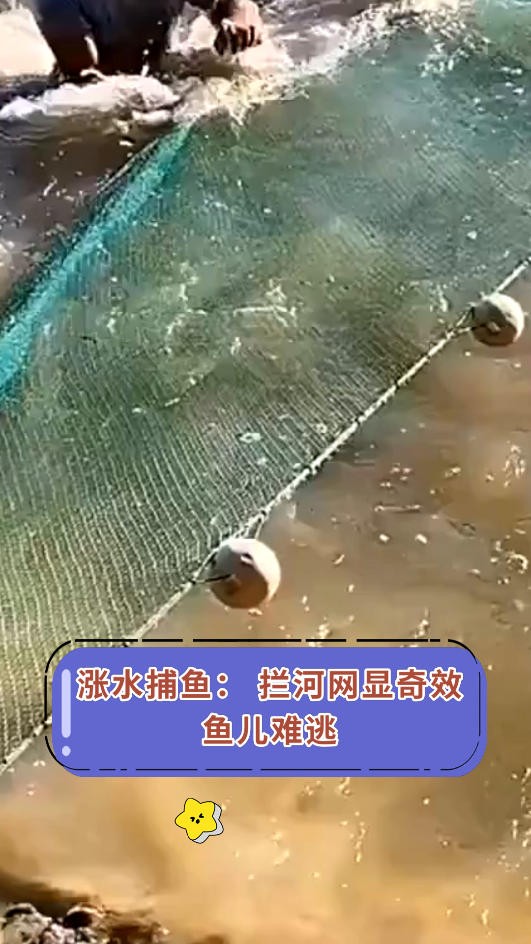 涨水捕鱼:拦河网显奇效鱼儿难逃