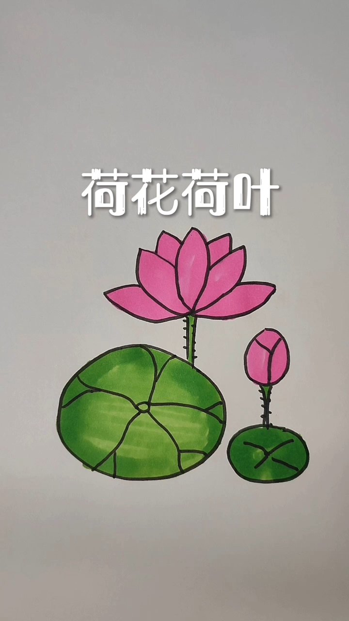 荷花荷叶
