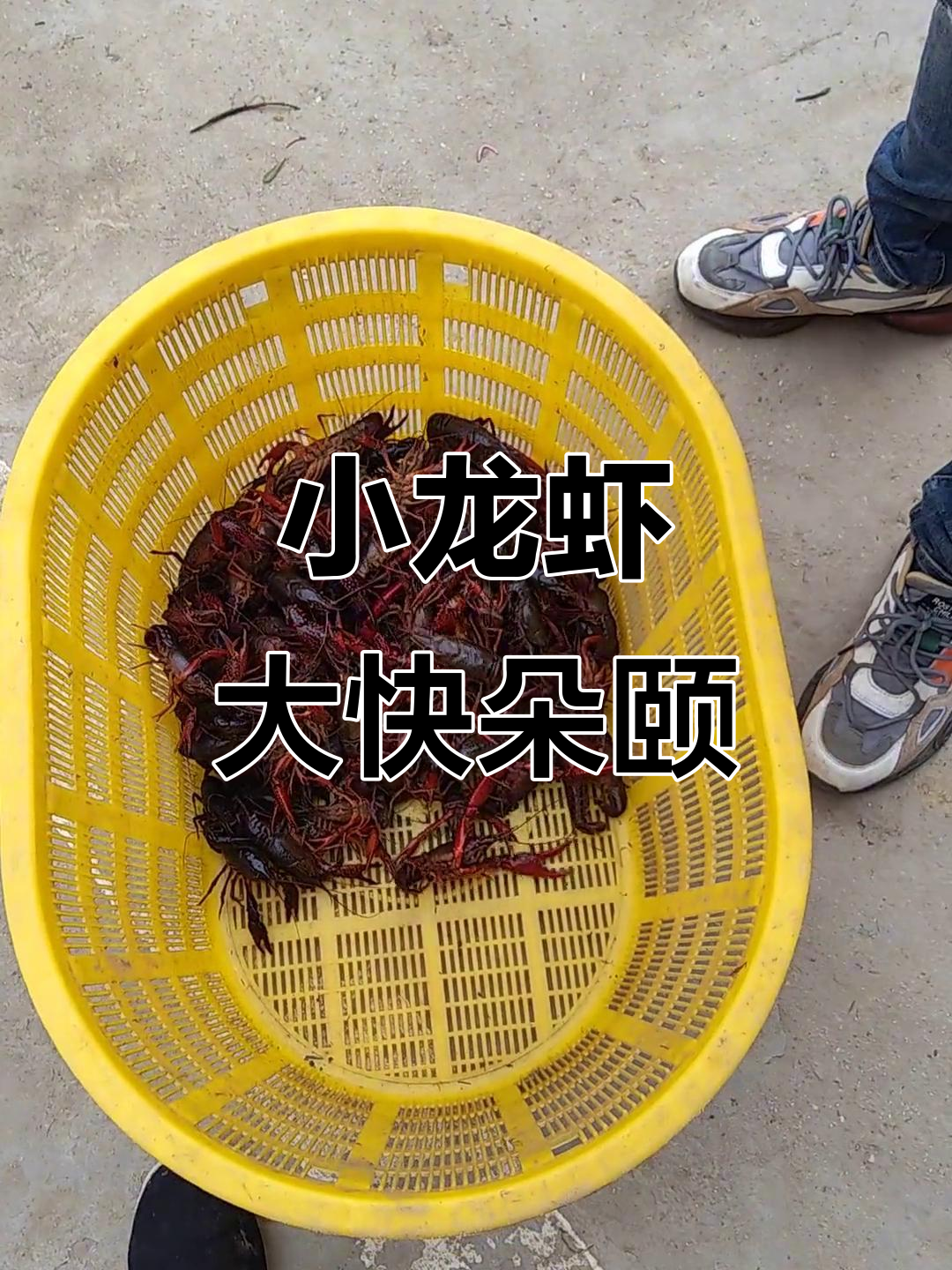 现场实拍!小龙虾季节,肉多鲜美的大餐来啦