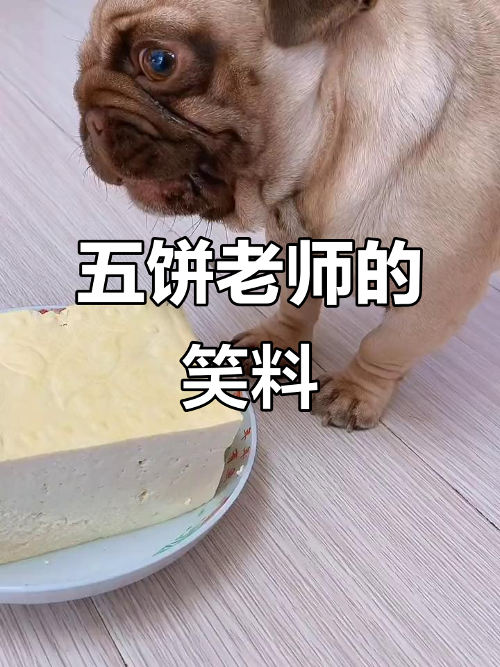 五饼老师搞笑日常:豆腐炖狗肉,竟然哭了!