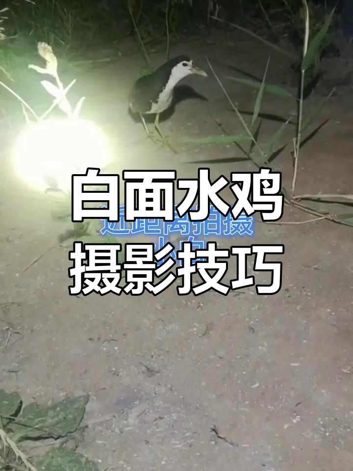 白面水鸡叫声与微笑合影,轻松捕捉美丽瞬间