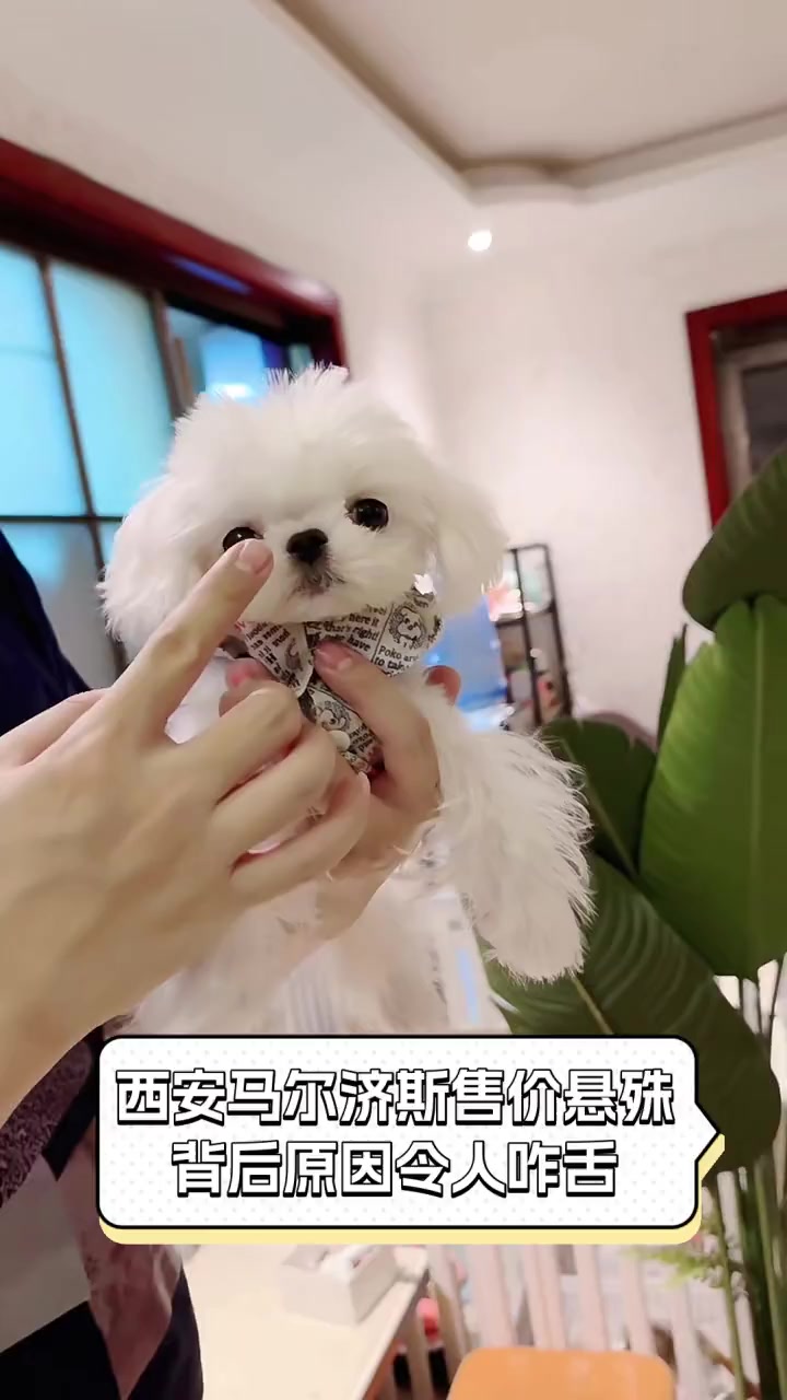西安马尔济斯售价悬殊,背后原因令人咋舌