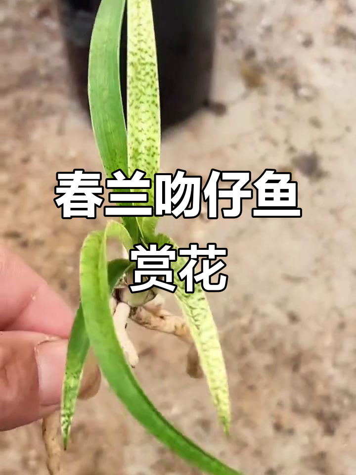 春兰名品吻仔鱼，兰花之美与音乐之韵