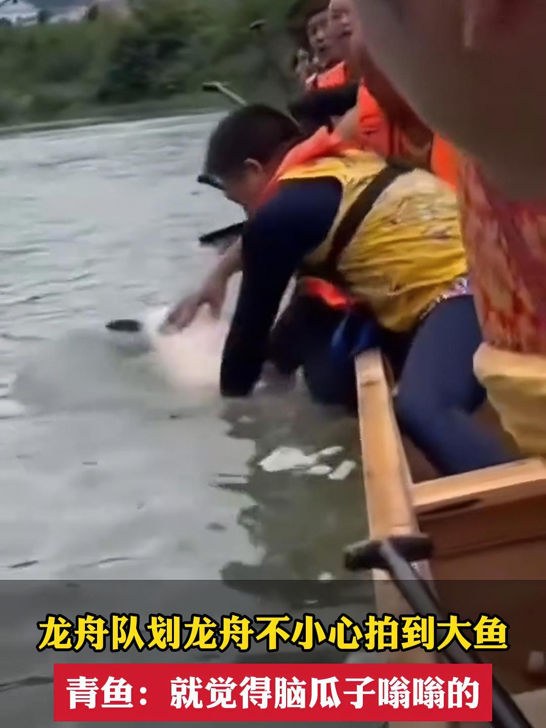 2024年湖南麻阳传统龙舟赛。队员在水上训练时,没想到一条大青鱼意外被船桨拍晕,目测之下足