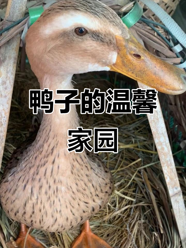 鸭子与窝的斗智斗勇,大嘴巴子甜蜜守护