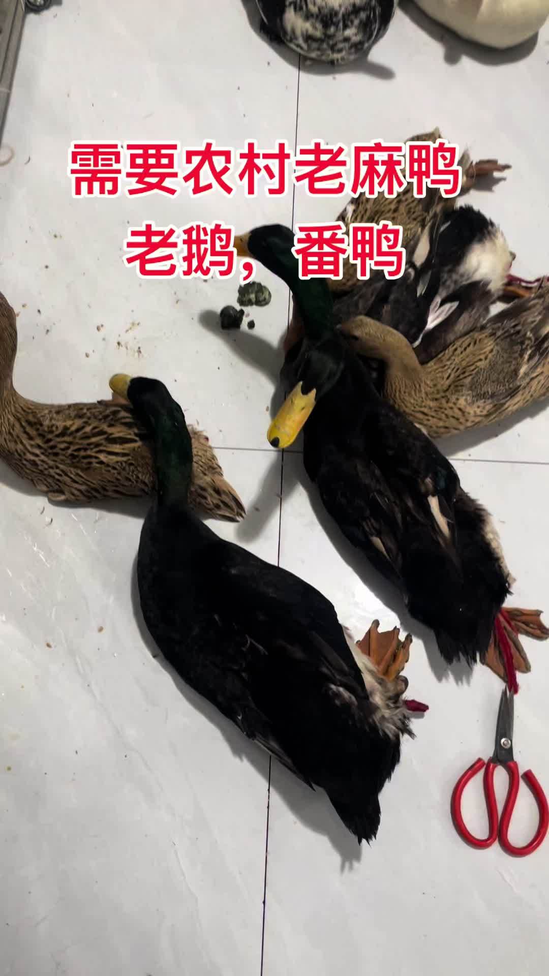 苏北农村一线土货需要高品质好货关注我 江苏盐城 鸡鸭鹅 农村养殖 生态散养 乡村味道