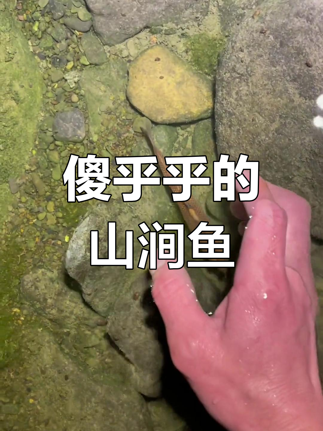 憨鱼上货,山间小溪的搞笑瞬间