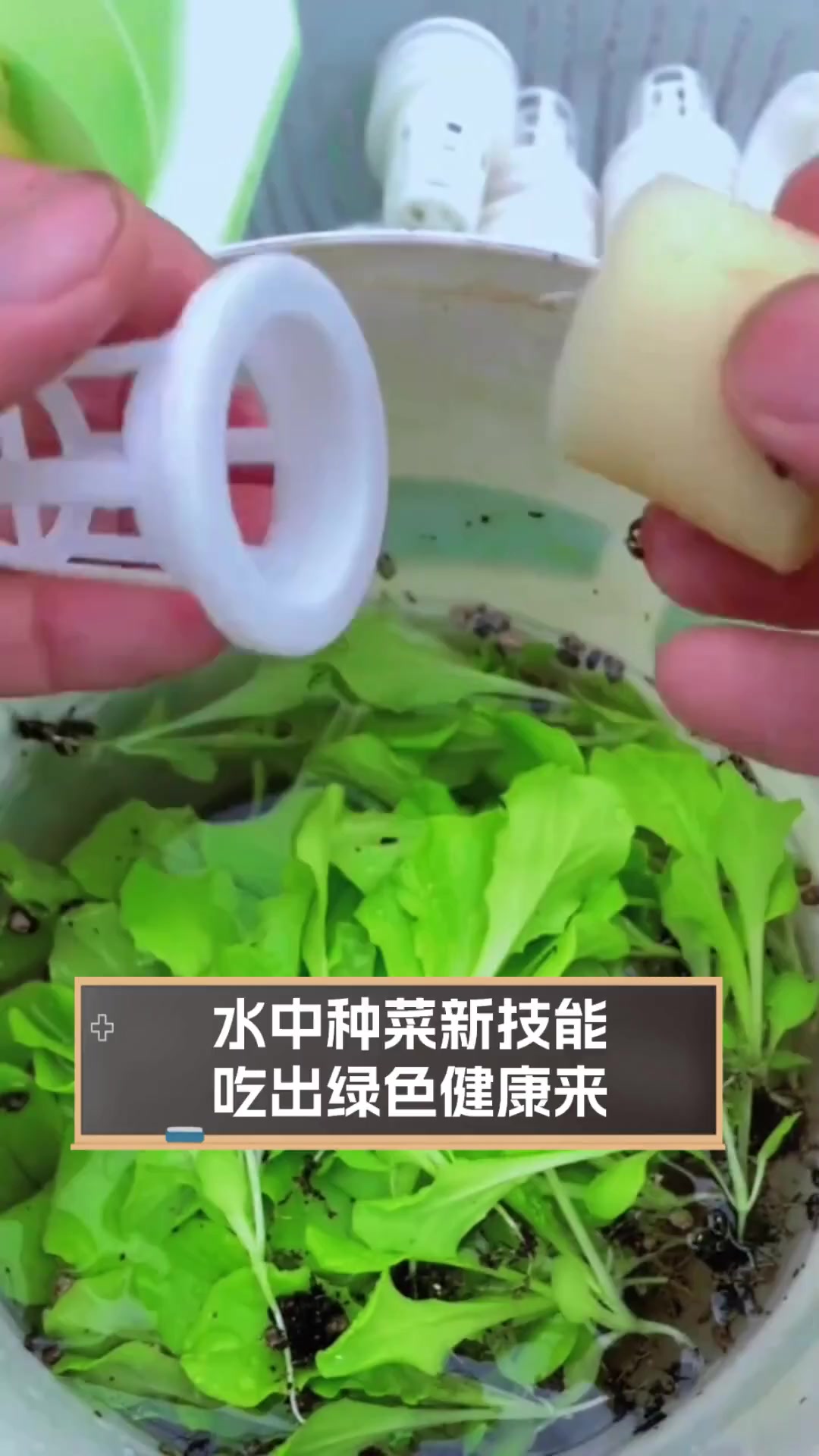 水中种菜新技能,吃出绿色健康来
