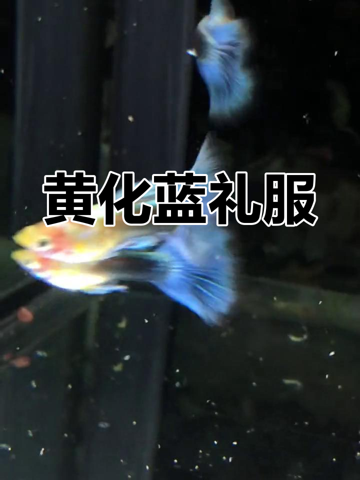 蓝白与黄化基因的孔雀鱼新品种