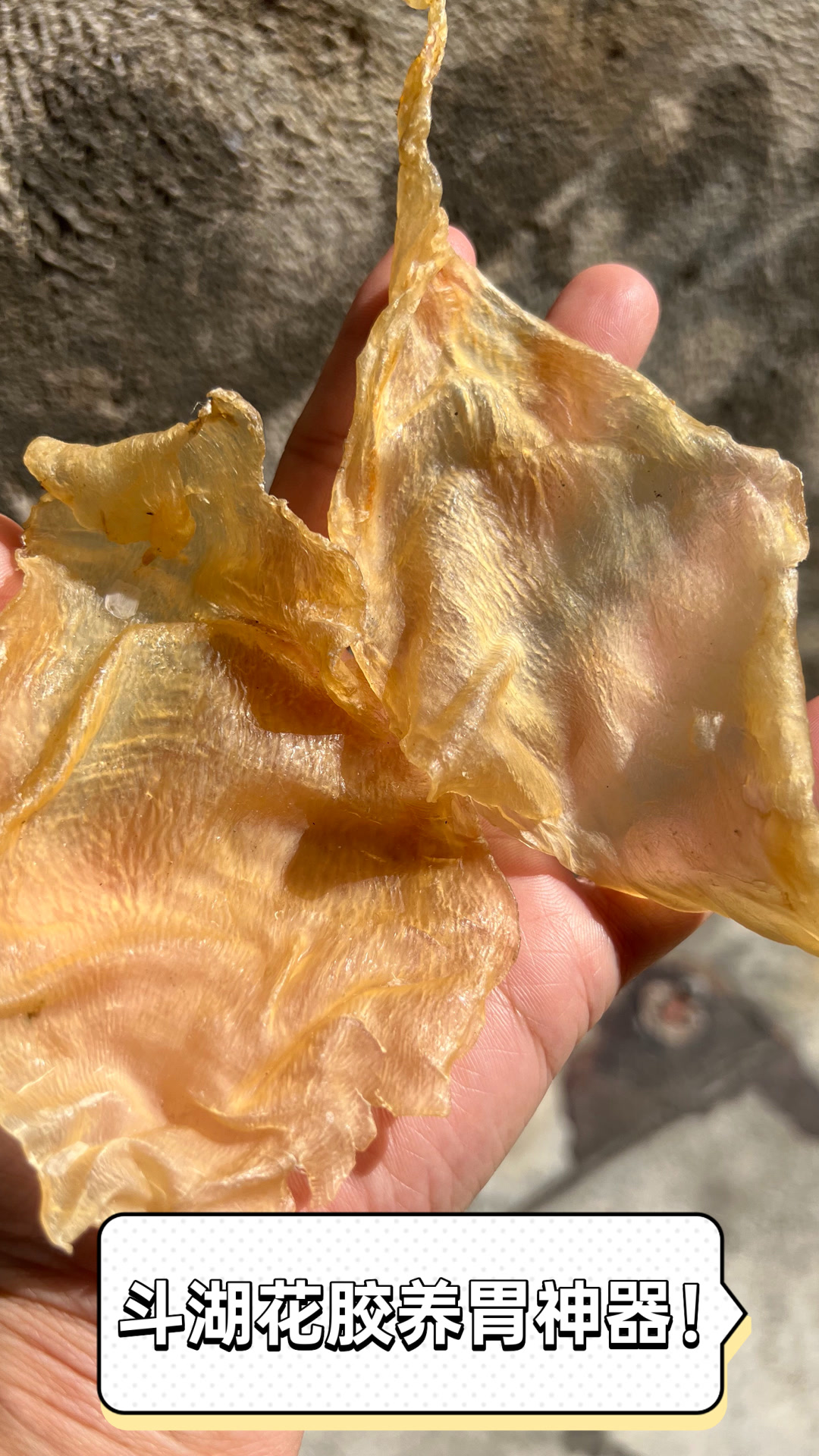 斗湖花胶养胃神器!