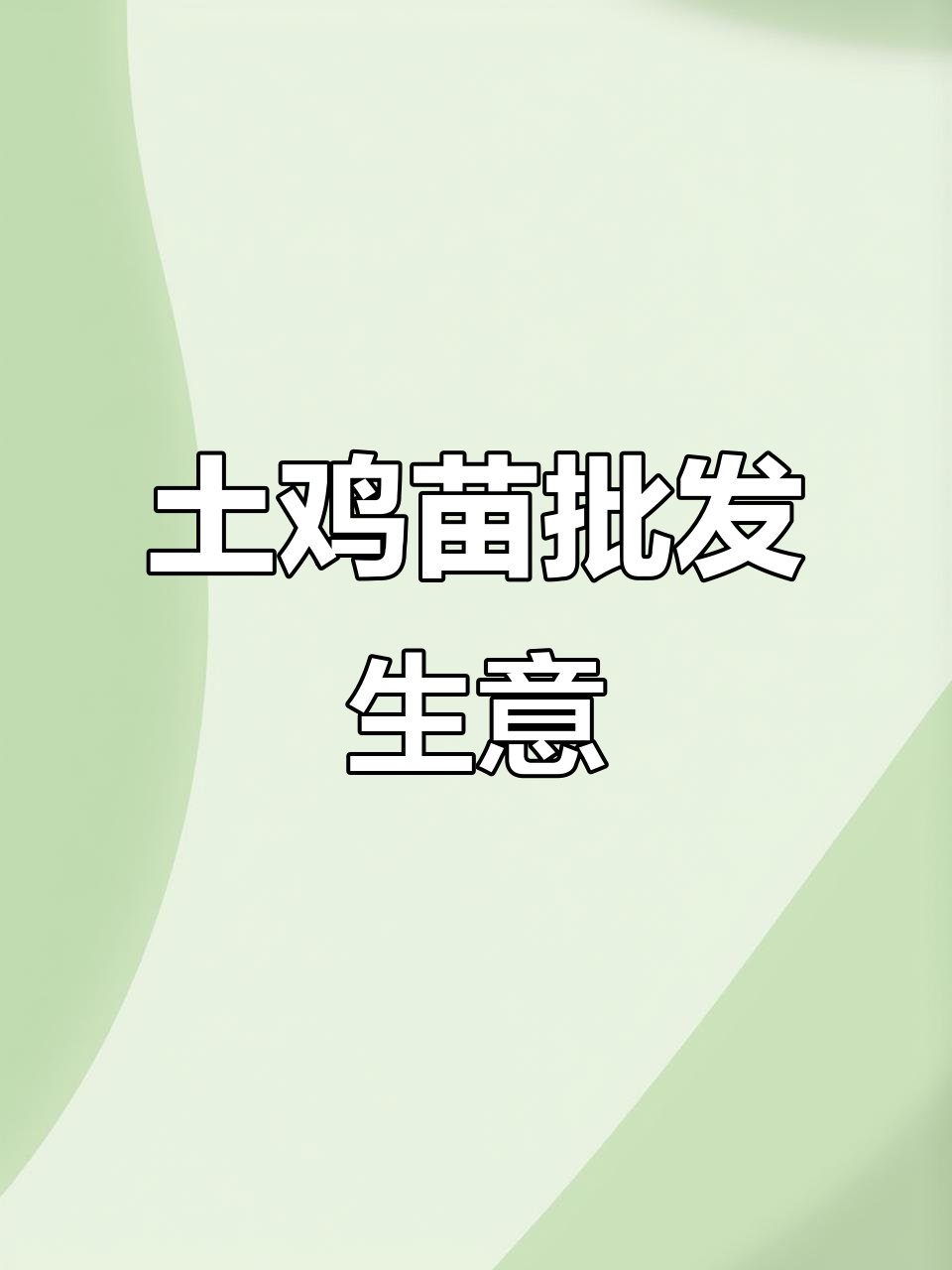 土鸡苗养殖与批发,三农创业新机遇