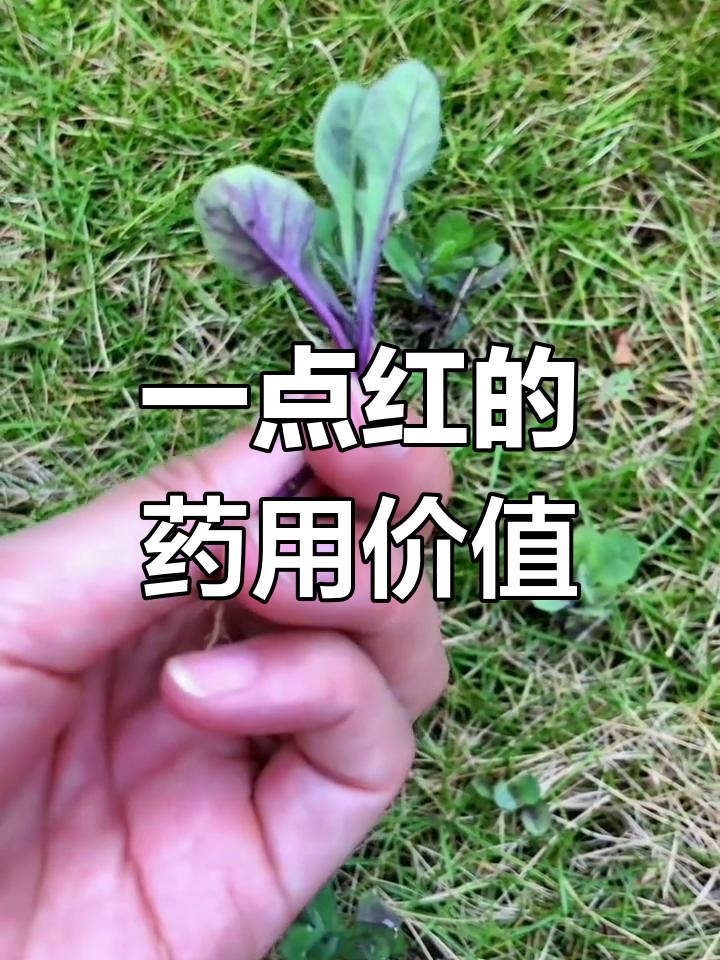一点红:野菜与药草的完美结合,清凉美味又解暑