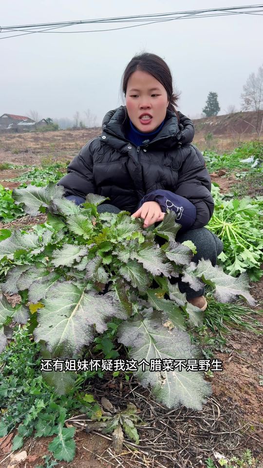 经雪打霜的野腊菜，做酸菜梅干菜更美味