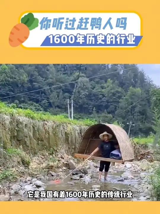 你听说过赶鸭人吗?有着1600年历史的传统行业,如今正在慢慢消失