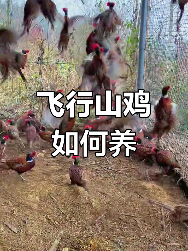 山鸡飞起来了?用笼子解决