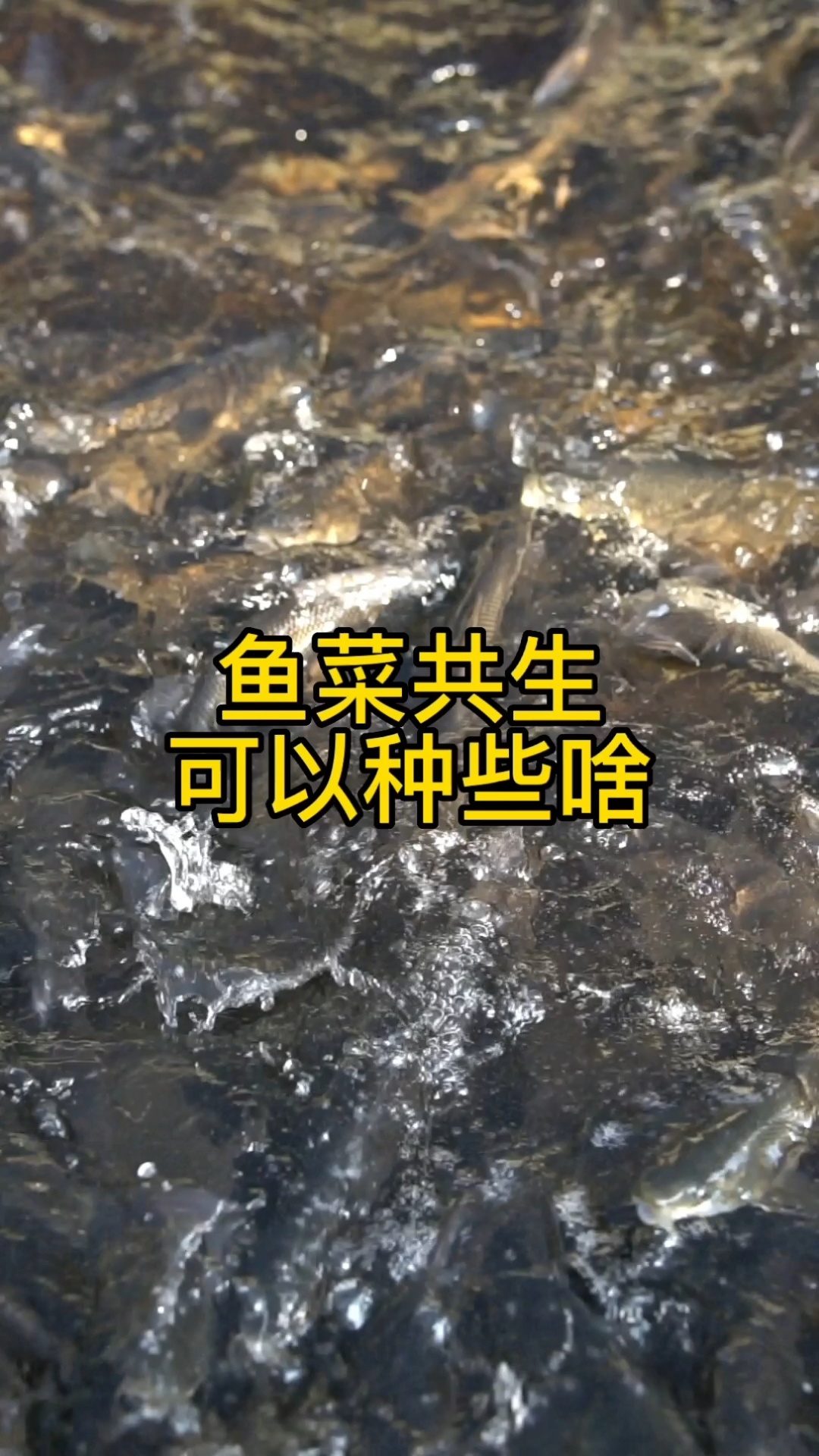 鱼菜共生农场可以种很多菜!