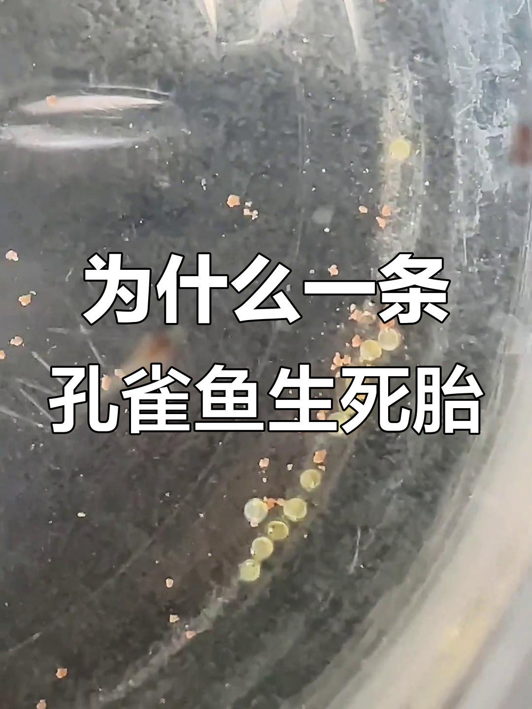 一条孔雀鱼生一堆死胎,另一条却一窝卵?