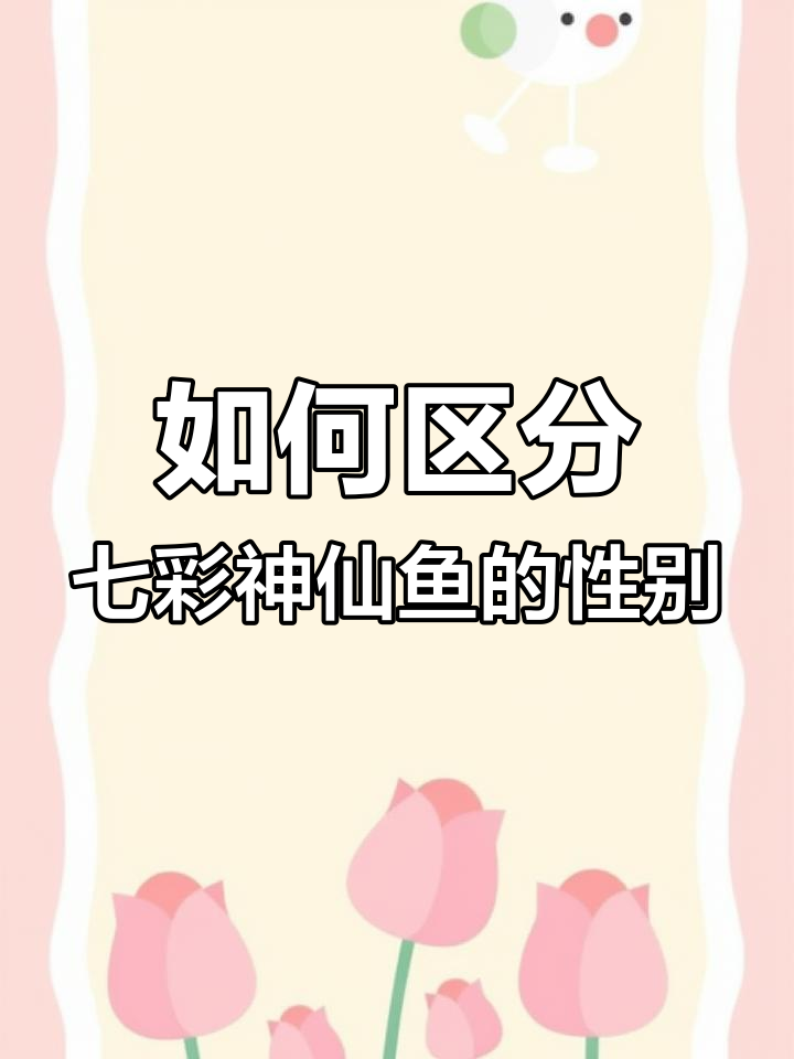 七彩神仙鱼公母分辨技巧,简单又靠谱!