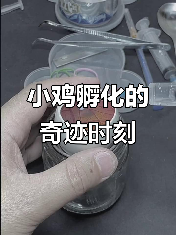 鸭蛋壳、鹅蛋清与鸡蛋黄孵化小鸡，13天发育惊人