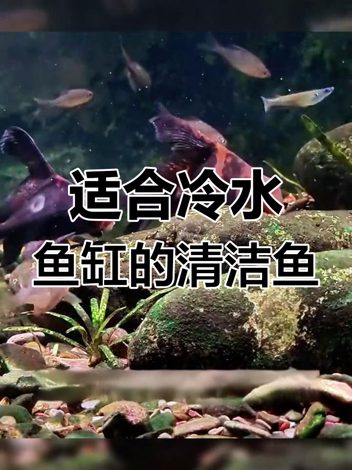 冷水鱼缸清洁鱼的推荐