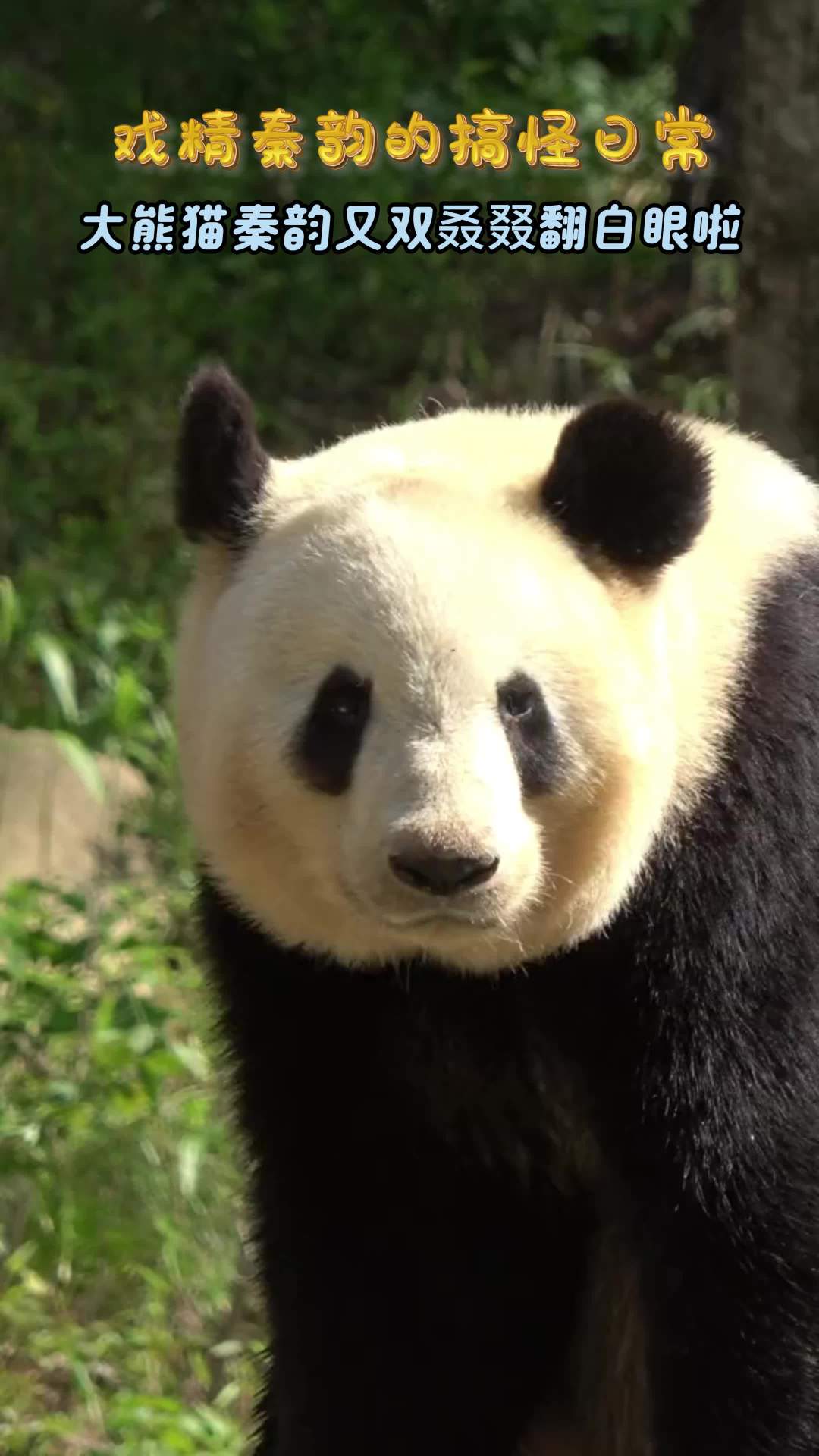 「没什么能阻挡大熊猫翻白眼」近日在陕西秦岭大熊猫佛坪救护繁育研究基地,“戏精”秦韵再次上演