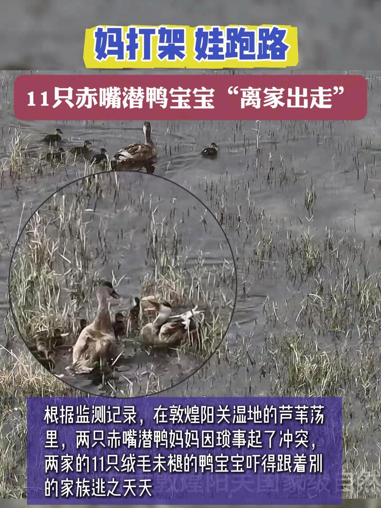 妈打架 娃跑路 11只赤嘴潜鸭宝宝集体“离家出走” 甘肃 神奇动物 动物的迷惑行为