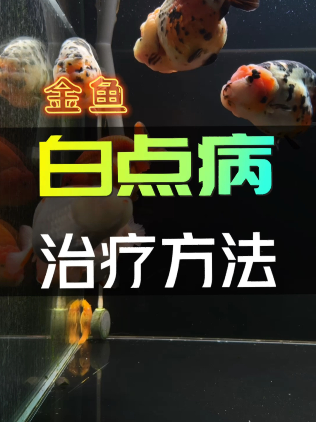 金鱼白点病治疗方法(养金鱼必学)