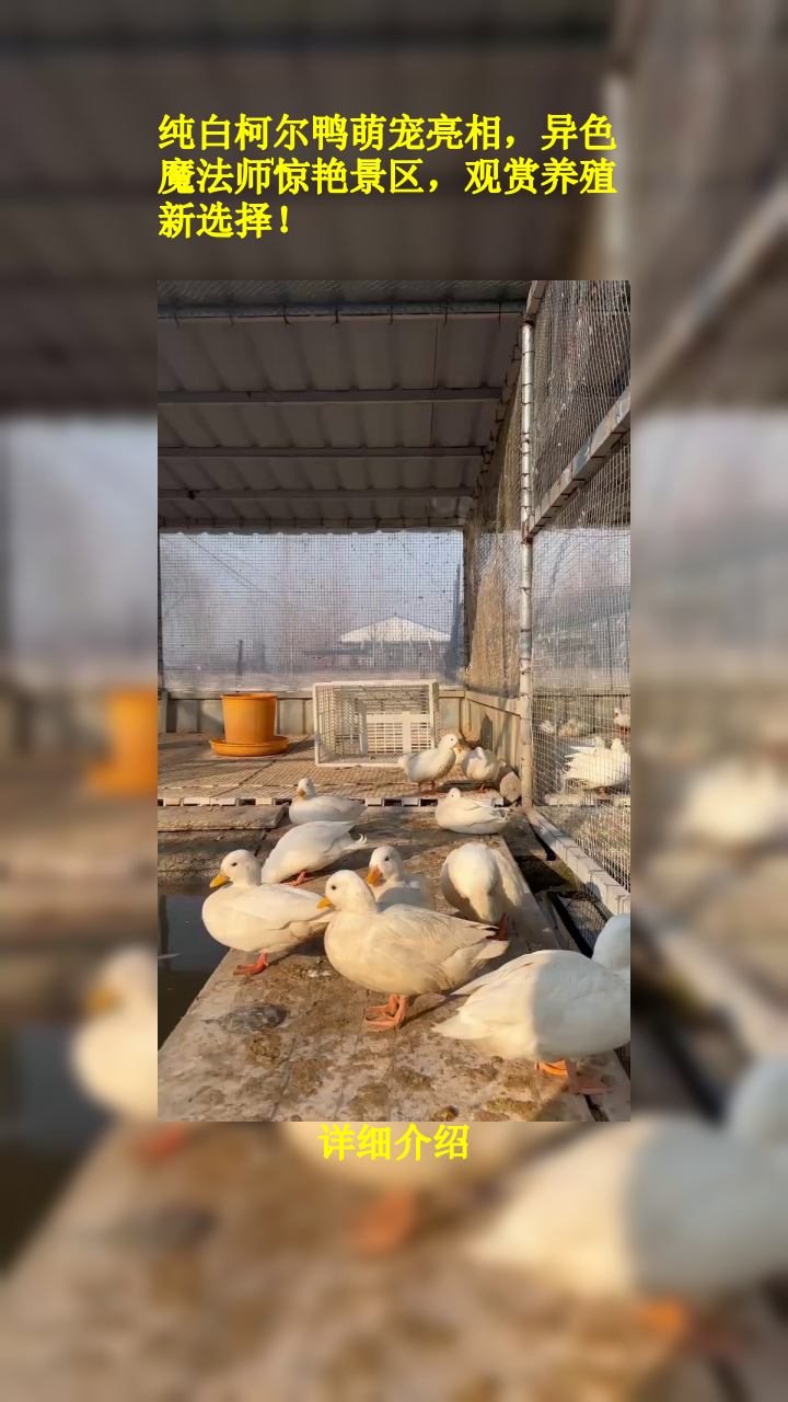 纯白柯尔鸭萌宠亮相,异色魔法师惊艳景区,观赏养殖新选择!