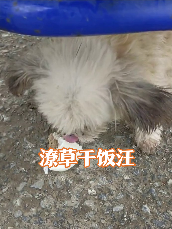 流浪小狗路边狂炫包子,毛发凌乱也挡不住干饭魂