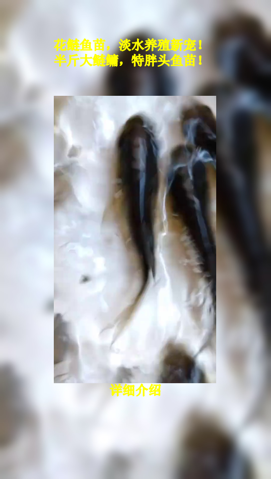 花鲢鱼苗,淡水养殖新宠!半斤大鲢鳙,特胖头鱼苗!
