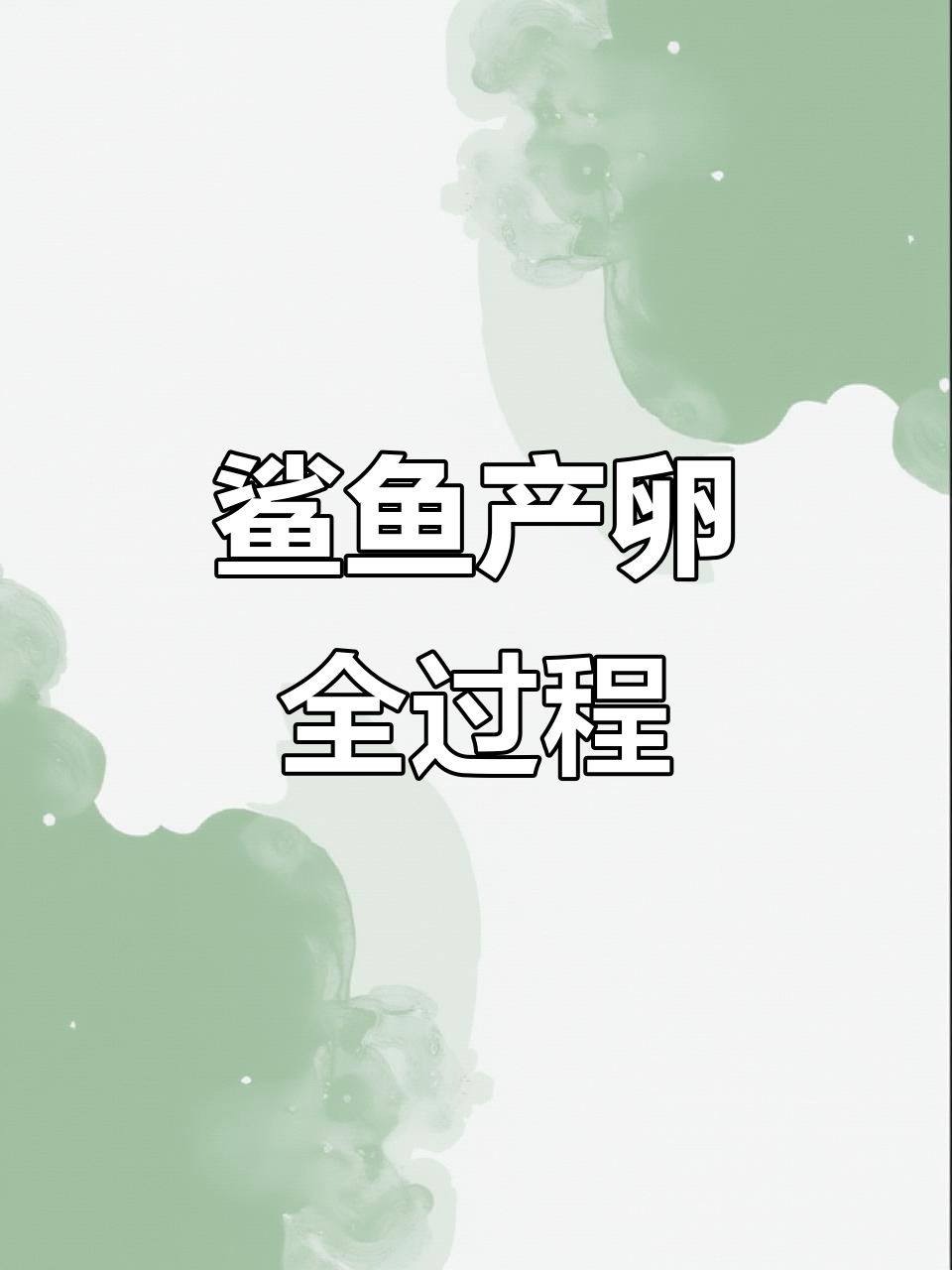 鲨鱼蛋是如何从母体中排出的?揭秘过程超有趣