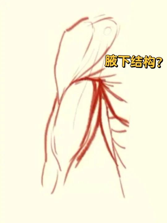 腋下怎么画?从三角肌到喙肱肌详细指南
