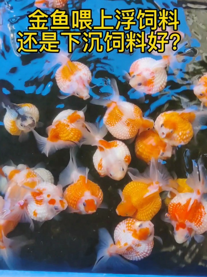 你们觉得金鱼是吃上浮饲料还是下沉饲料好呢