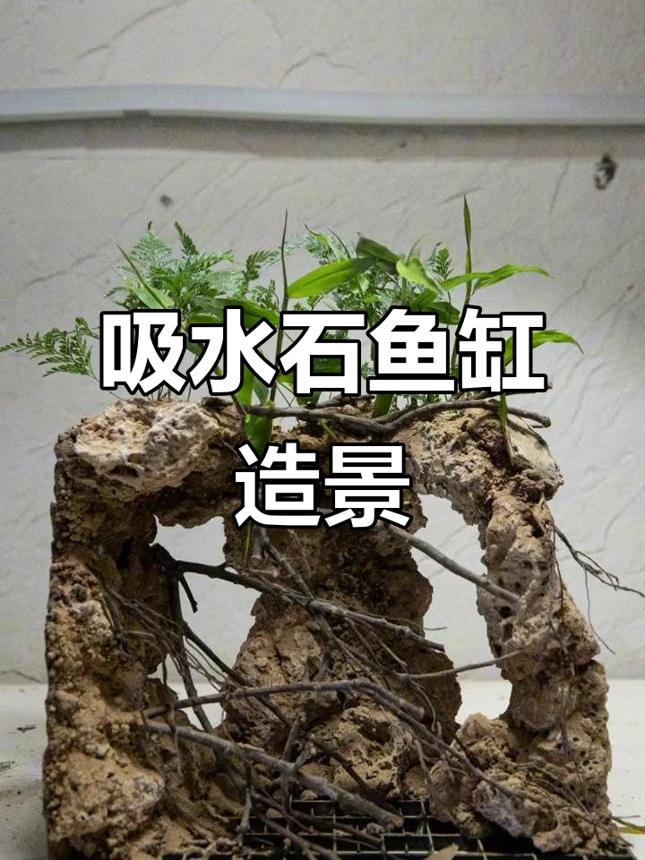 吸水石打造自然弹力风格鱼缸造景,效果超乎想象