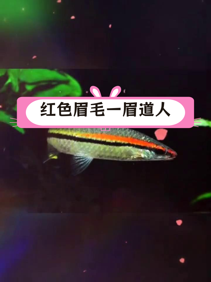 一眉道人鱼:印度特产,背鳍红黑条纹如眉毛