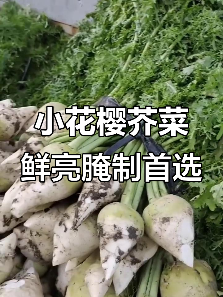 喜欢腌菜的必种小花缨芥菜,嫩脆无渣,七月份种植最佳