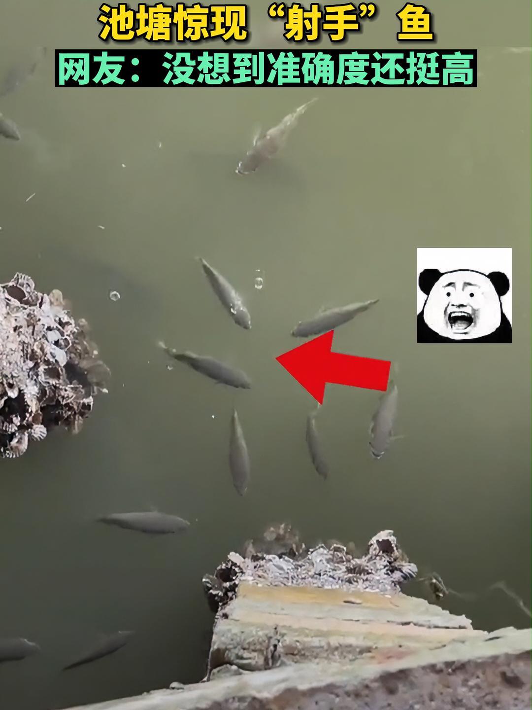 没想到后面还来了一条“连发鱼”……好大一条鱼 神奇动物在抖音 这操作都看傻了 这是什么鱼 