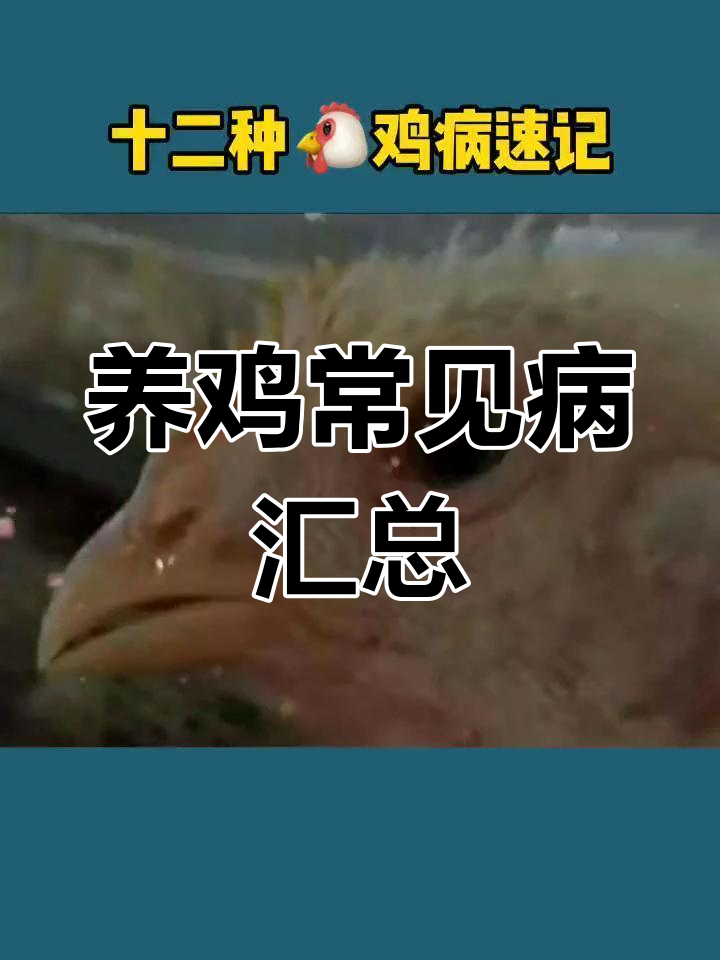 12种常见鸡病速记,养鸡必备知识
