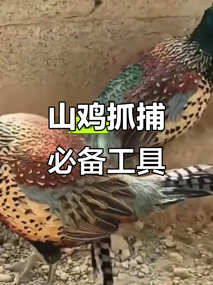 七彩山鸡与竹鸡捕捉神器,户外装备全攻略
