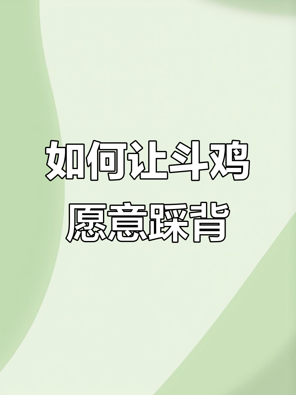 母鸡不愿意踩背怎么办?教你轻松解决