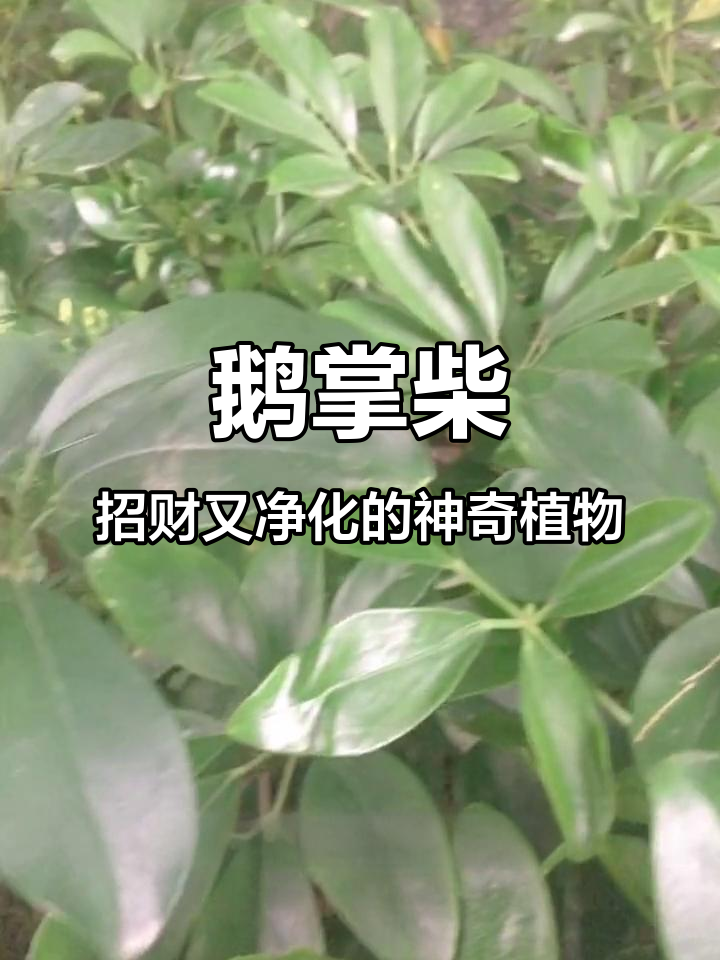 像鸭掌一样的植物,净化空气又招财