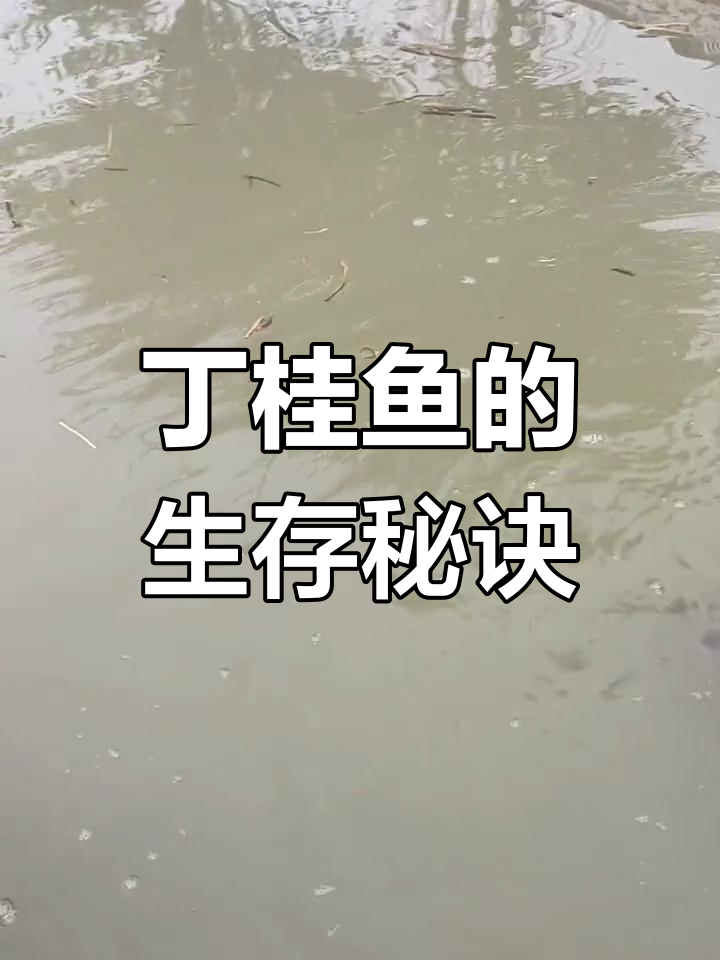 丁桂鱼耐寒抗低氧,粗粮喂养,肉质鲜美