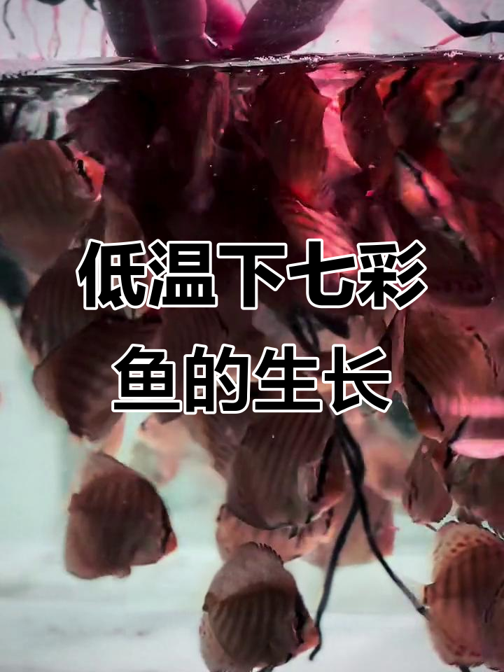 25度恒温滴流换水,七彩鱼快速成长记