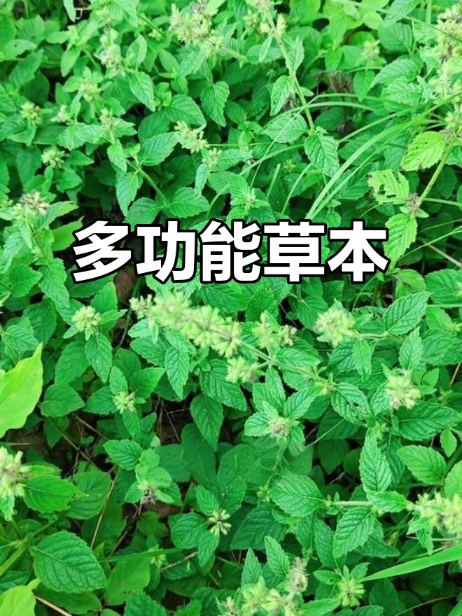 细风轮菜,多用途草本植物,你知道它的神奇功效吗?