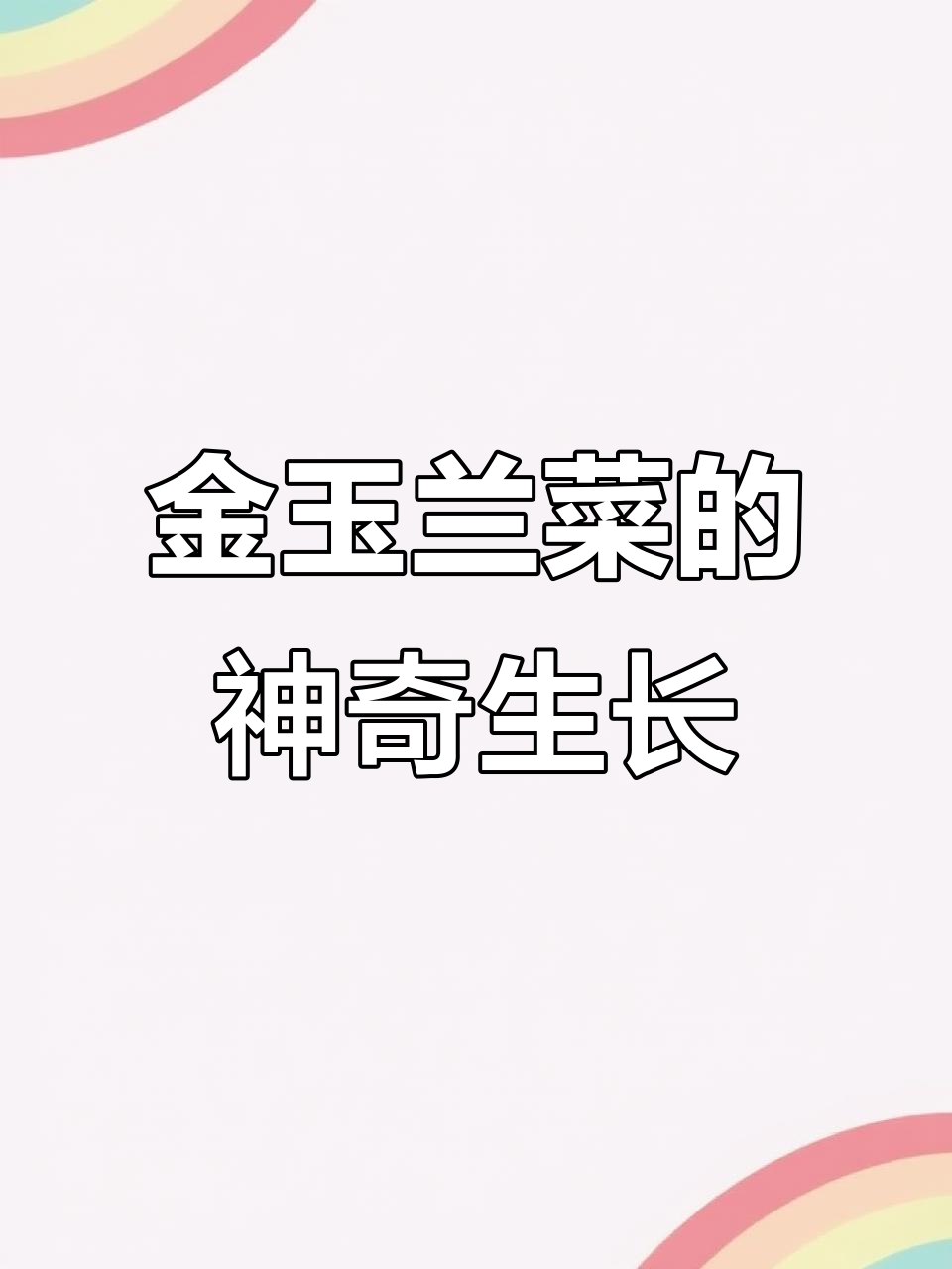 欧洲贵族蔬菜金玉兰菜,冬季自生娃娃菜,根茎入土即长