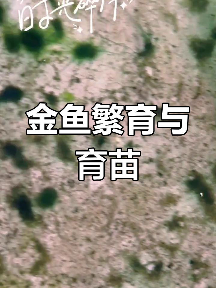 兰寿金鱼繁殖全过程,带你了解带苗技巧